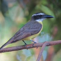 Boat-billed Flycatcher